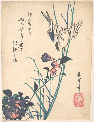 Large-flowered Flat Bill and Sparrow