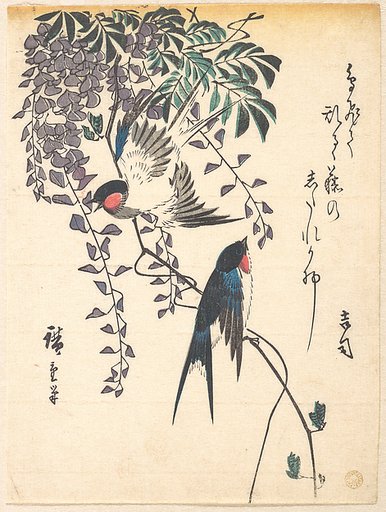 Swallow and Wisteria