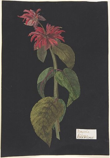 Monarda didyma/ Scarlet Lion's Tail