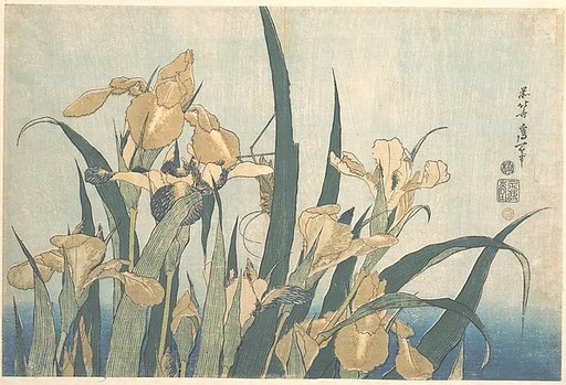 Grasshopper and Iris