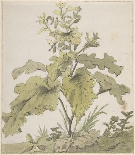 Study of a Plant