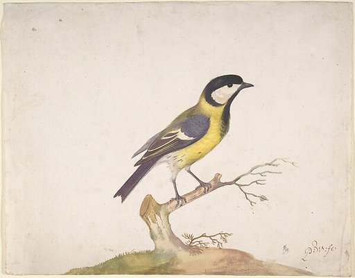 A Great Titmouse (Parus major) Perched on a Branch