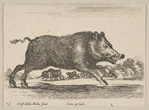 Plate 19: Wild Boar, from "Various animals" (Diversi animali)
