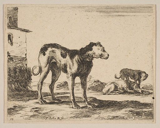 Plate 11: Dogs, from "Various animals" (Diversi animali)