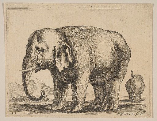 Plate 10: Elephant, from "Various animals" (Diversi animali)