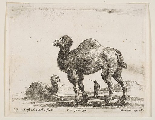 Camels, plate 17 from "Various Animals" (Diversi Animali)