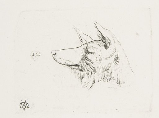 Head of a Dog from New Holland