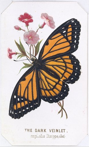 The Dark Veinlet, from "The Butterflies and Moths of America", Part 3