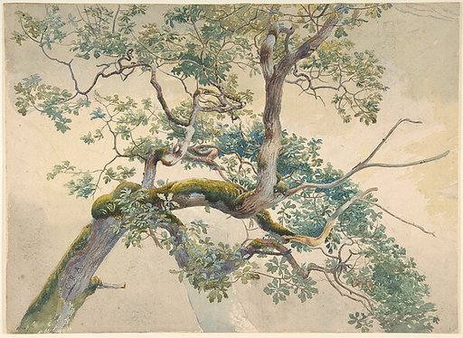 Tree Branches