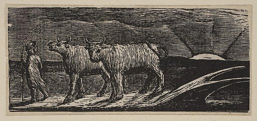 Unyok'd Heifers, Loitering Homeward (Return of the Shepherd), from Thornton's "Pastorals of Virgil"