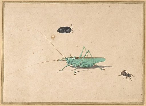 A Great Green Bush Cricket (Tettigorica viridissima Linneaeus), A Clioniona Spider, and a Beetle