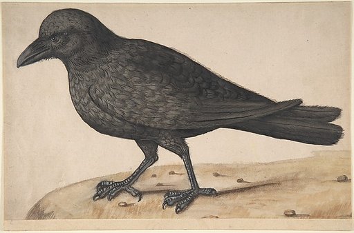 A Crow