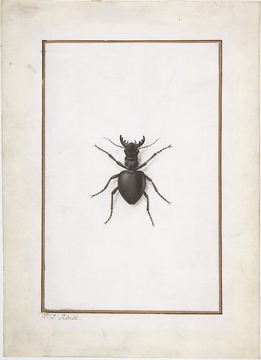 A Stag Beetle