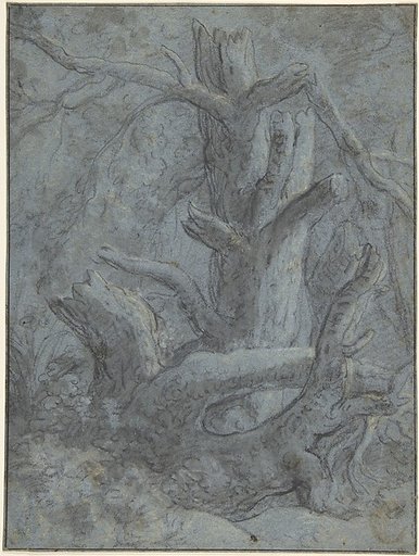 Study of a Blasted Tree Trunk and Branches