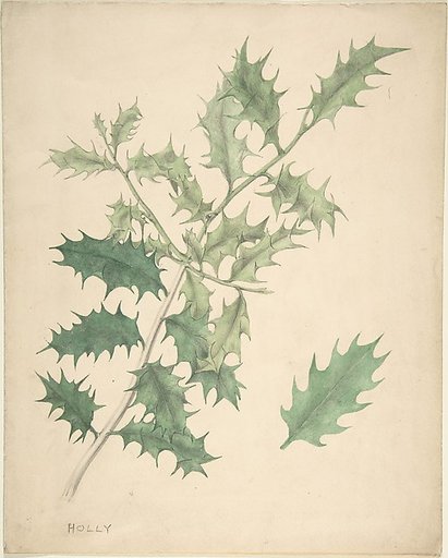 Holly Leaves