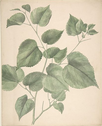 Leaves