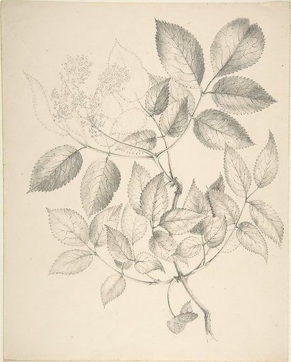 Leaves and Flowers