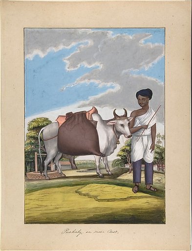 Puckaly in Moor Cast, from Indian Trades and Castes