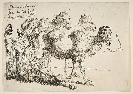 Three Dromedaries