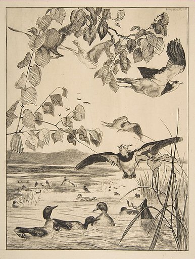 Vanneaux et Sarcelles
