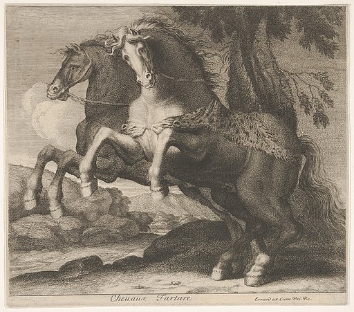 Chevaux Tartare