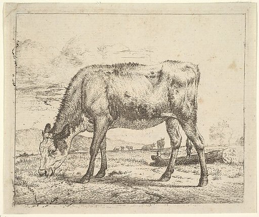 Grazing Calf, plate 8 from "Different Animals"