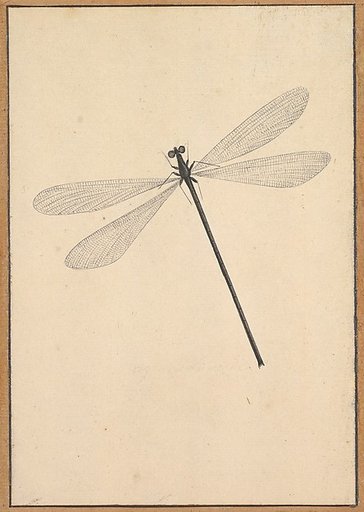 A Dragonfly