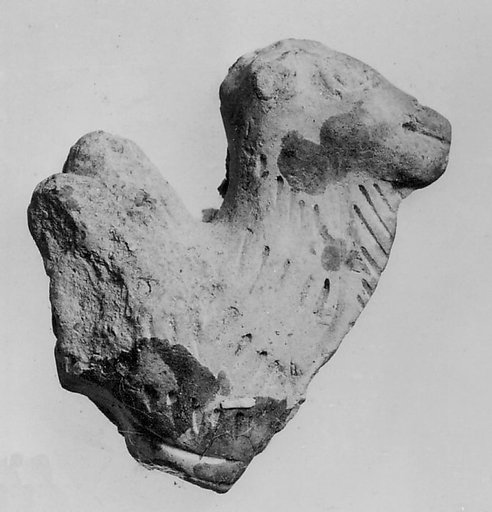 Head of a Camel