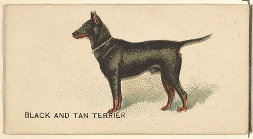 Black and Tan Terrier, from the Dogs of the World series for Old Judge Cigarettes