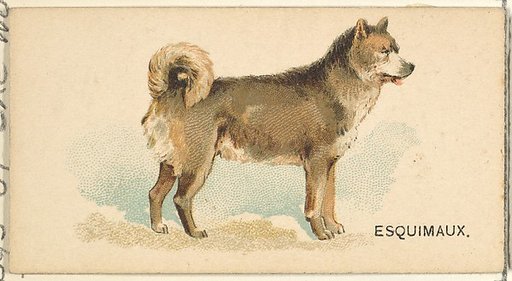 Esquimaux Husky, from the Dogs of the World series for Old Judge Cigarettes
