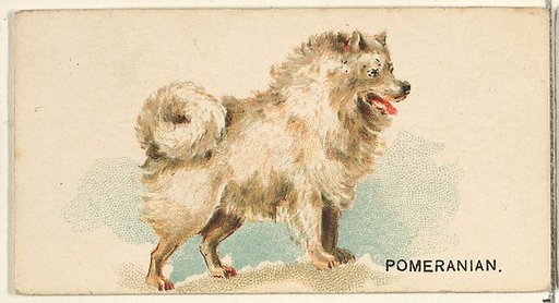 Pomeranian, from the Dogs of the World series for Old Judge Cigarettes