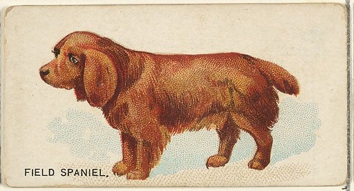 Field Spaniel, from the Dogs of the World series for Old Judge Cigarettes
