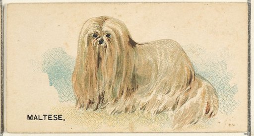 Maltese, from the Dogs of the World series for Old Judge Cigarettes