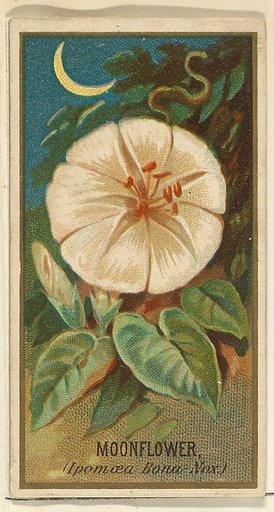 Moonflower (Ipomoea Bona Nox), from the Flowers series for Old Judge Cigarettes