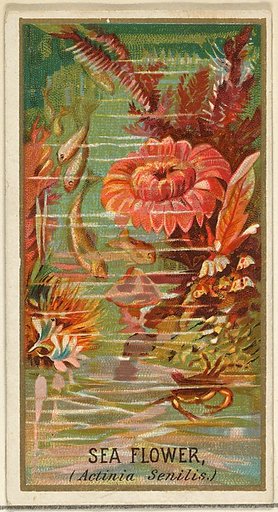 Sea Flower (Actinia Senilis), from the Flowers series for Old Judge Cigarettes