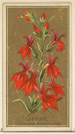 Cardinal (Lobelia cardinalis), from the Flowers series for Old Judge Cigarettes