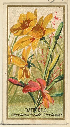 Daffodils (Narcissis Pseudo-Narcissus), from the Flowers series for Old Judge Cigarettes