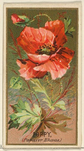 Poppy (Papaver Rhoeas), from the Flowers series for Old Judge Cigarettes
