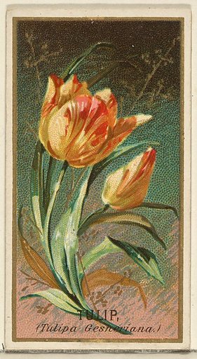 Tulip (Tulipa Gesheriana), from the Flowers series for Old Judge Cigarettes