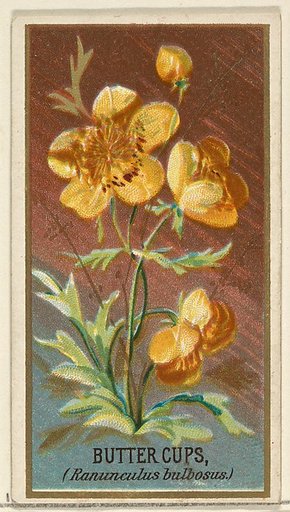 Buttercups (Ranunculus bulbosus), from the Flowers series for Old Judge Cigarettes