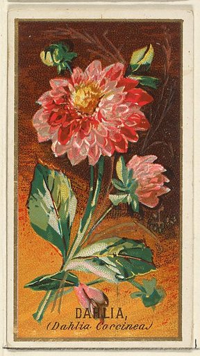 Dahlia (Dahlia Coccinea), from the Flowers series for Old Judge Cigarettes