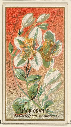 Mock orange (Philadelphus coronarius), from the Flowers series for Old Judge Cigarettes