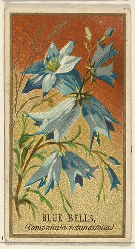 Bluebells (Campanula rotundifolia), from the Flowers series for Old Judge Cigarettes