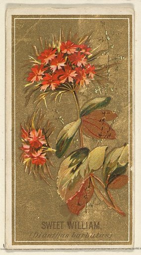 Sweet William (Dianthus barbutas), from the Flowers series for Old Judge Cigarettes