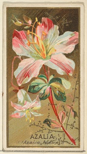 Azalia (Azalea Indica), from the Flowers series for Old Judge Cigarettes