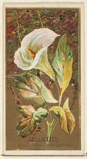Calla Lily (Richardia Nethiopica), from the Flowers series for Old Judge Cigarettes