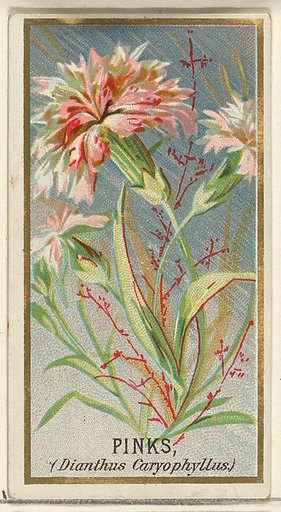 Pinks (Dianthus Caryophyllus), from the Flowers series for Old Judge Cigarettes