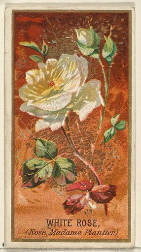 White Rose (Rose, Madame Plantier), from the Flowers series for Old Judge Cigarettes