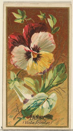 Pansy (Viola tricolor), from the Flowers series for Old Judge Cigarettes