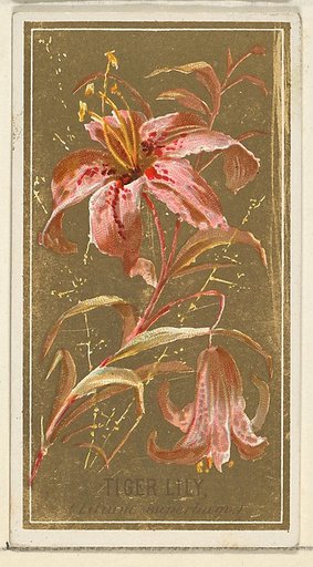 Tiger Lily (Lilium superbum), from the Flowers series for Old Judge Cigarettes